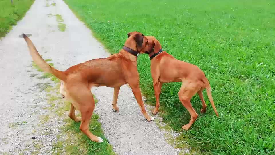 Rhodesian Ridgeback-Beitrag-Bild