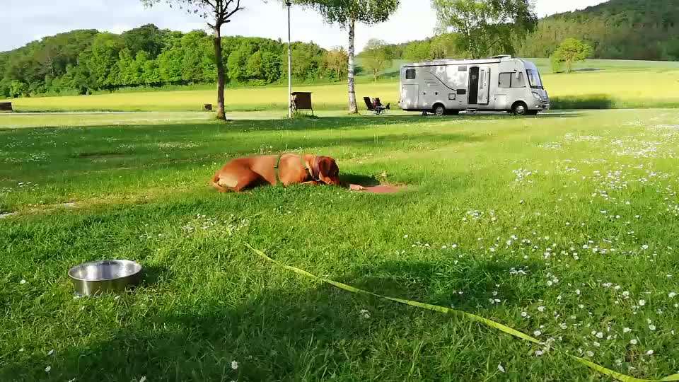 Rhodesian Ridgeback-Beitrag-Bild