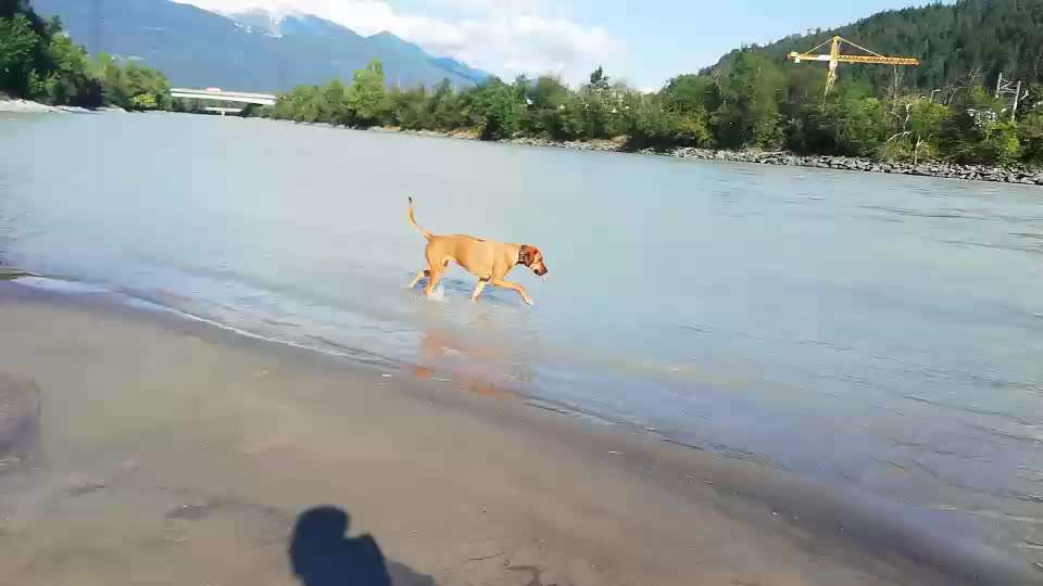 Rhodesian Ridgeback-Beitrag-Bild