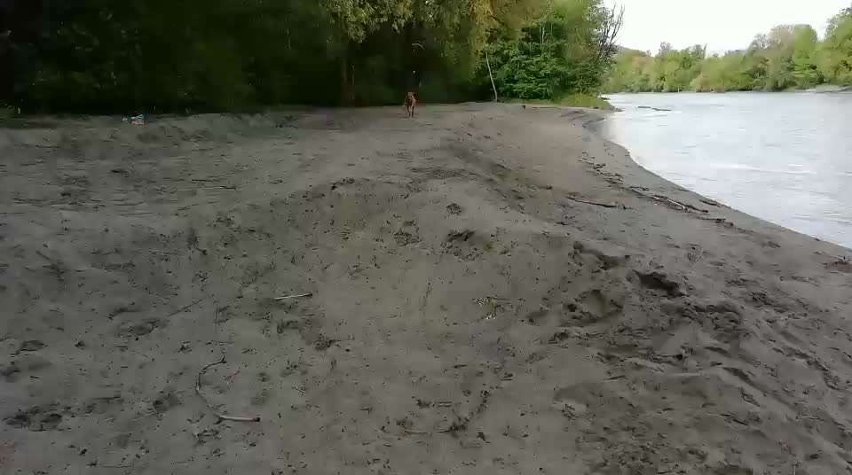 Rhodesian Ridgeback-Beitrag-Bild