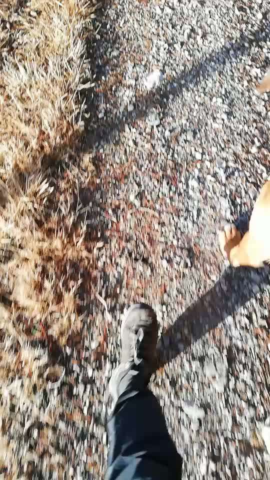 Rhodesian Ridgeback-Beitrag-Bild