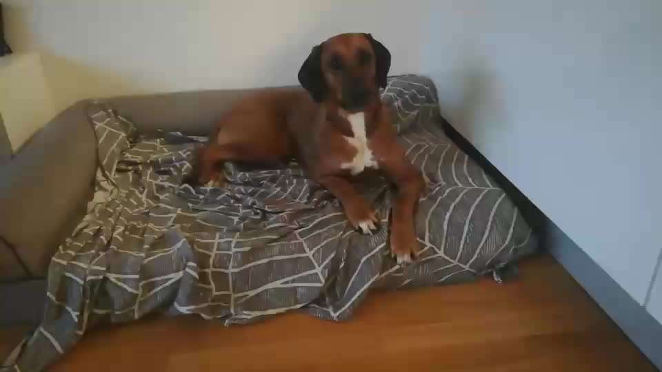 Rhodesian Ridgeback-Beitrag-Bild