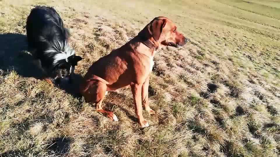 Rhodesian Ridgeback-Beitrag-Bild