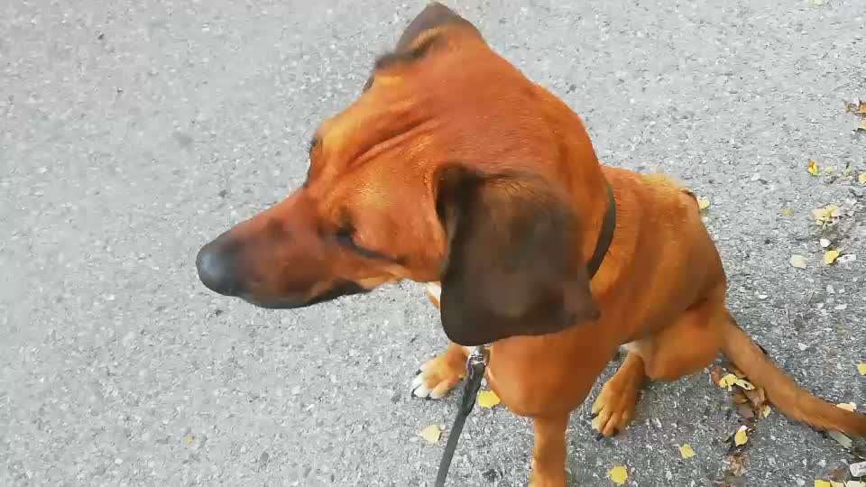 Rhodesian Ridgeback-Beitrag-Bild