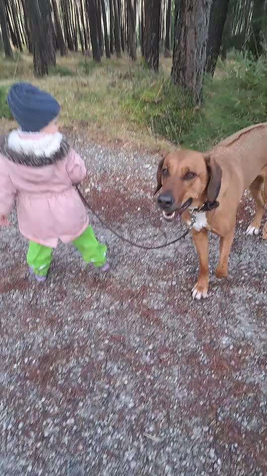 Rhodesian Ridgeback-Beitrag-Bild