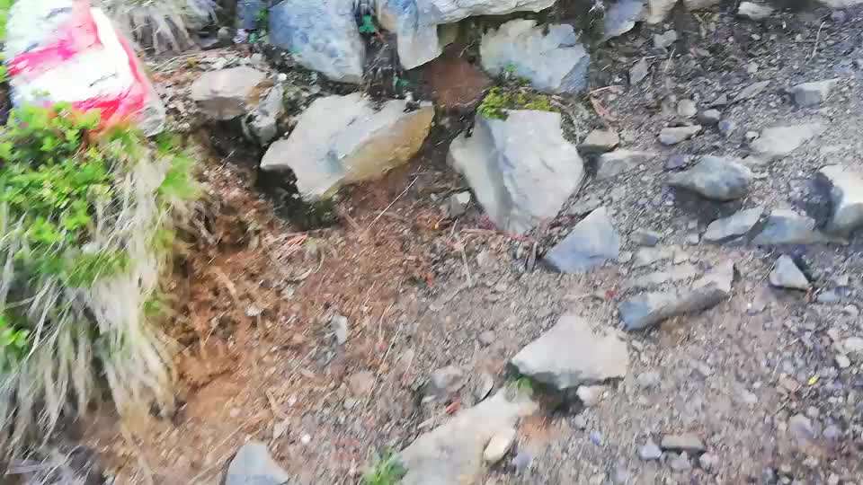 Rhodesian Ridgeback-Beitrag-Bild