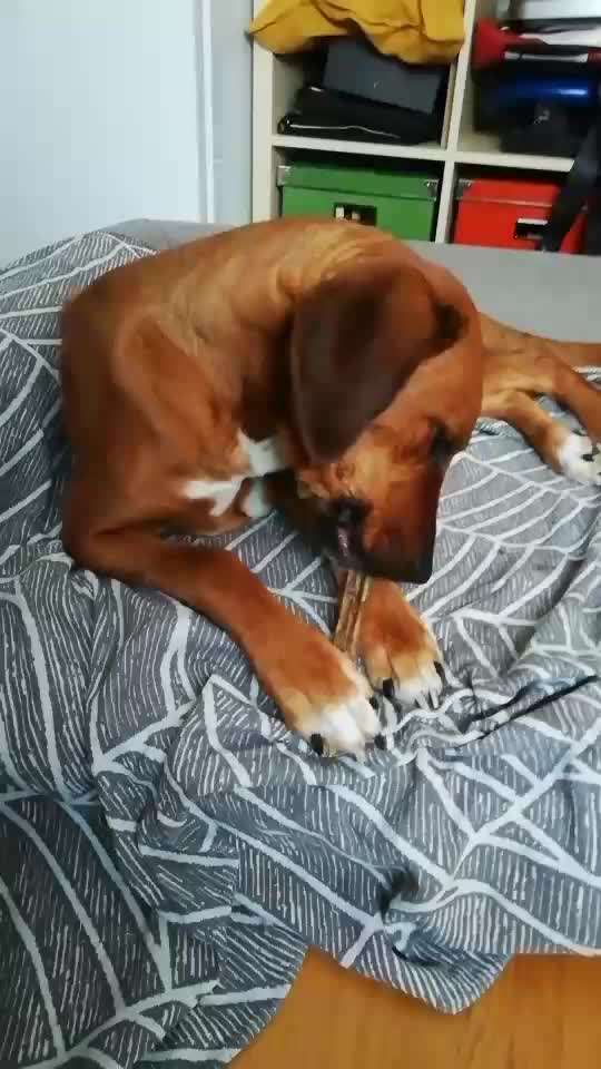 Rhodesian Ridgeback-Beitrag-Bild