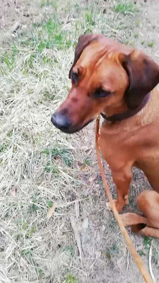 Rhodesian Ridgeback-Beitrag-Bild