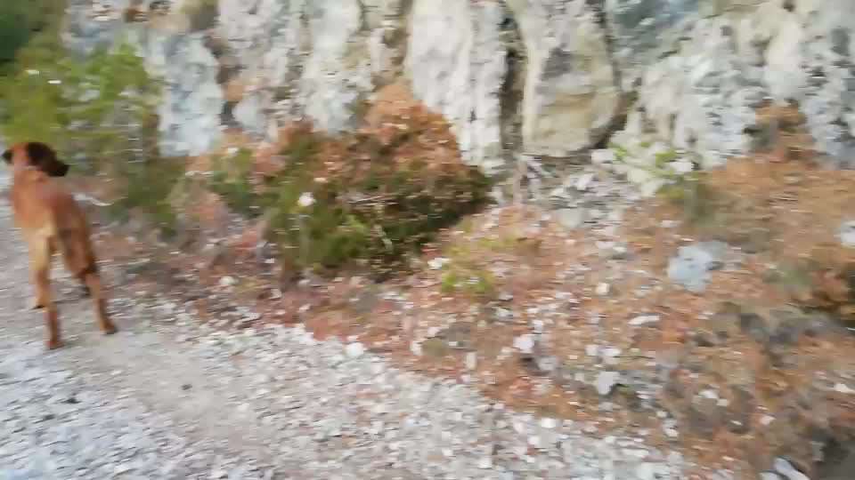 Rhodesian Ridgeback-Beitrag-Bild