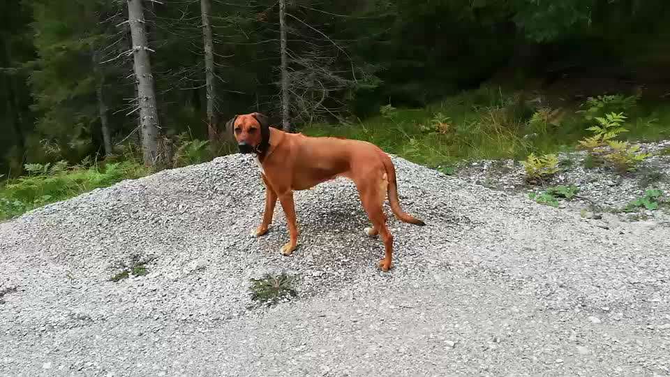 Rhodesian Ridgeback-Beitrag-Bild