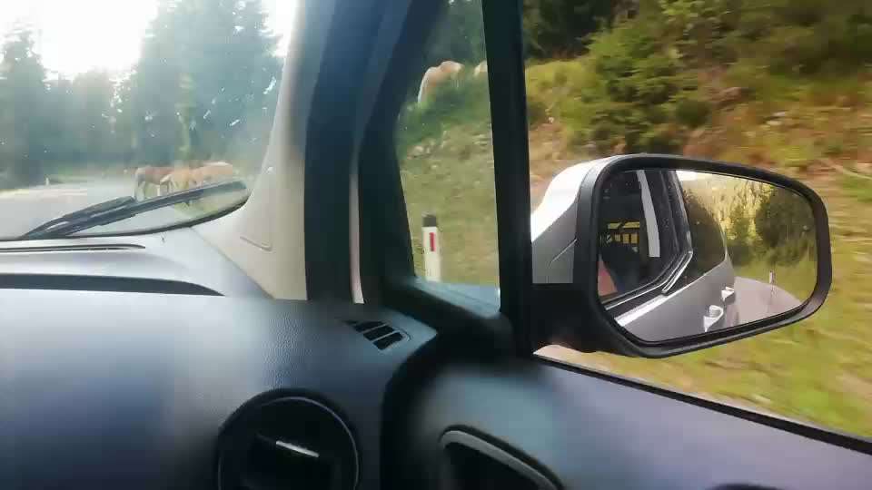 Rhodesian Ridgeback-Beitrag-Bild