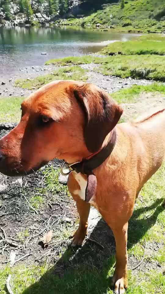 Rhodesian Ridgeback-Beitrag-Bild