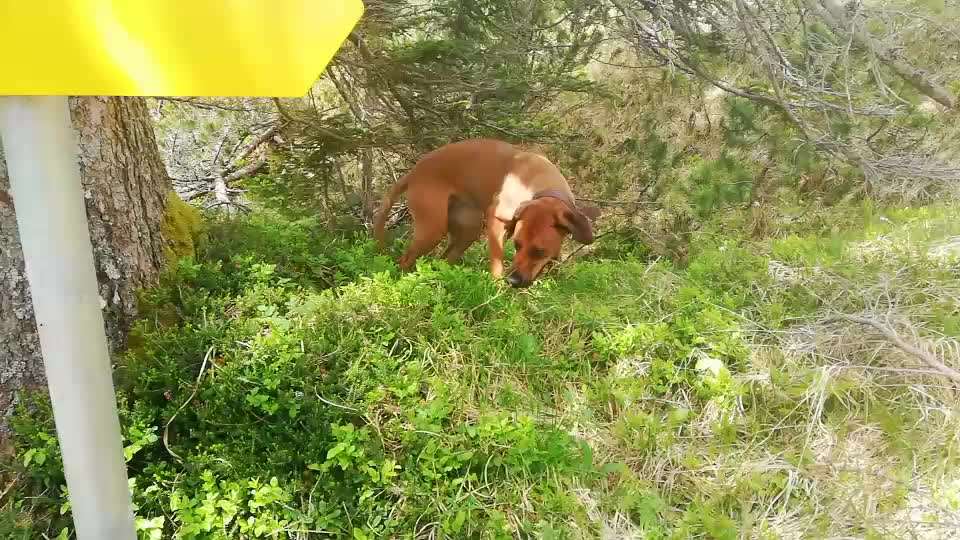 Rhodesian Ridgeback-Beitrag-Bild