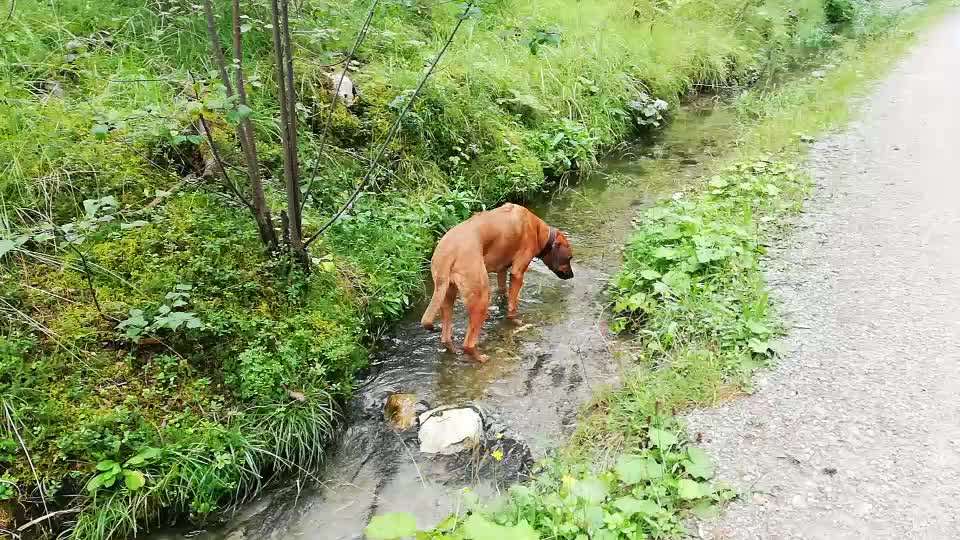 Rhodesian Ridgeback-Beitrag-Bild