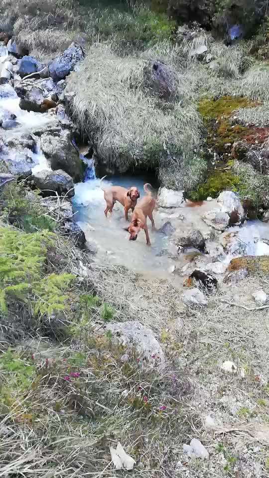 Rhodesian Ridgeback-Beitrag-Bild