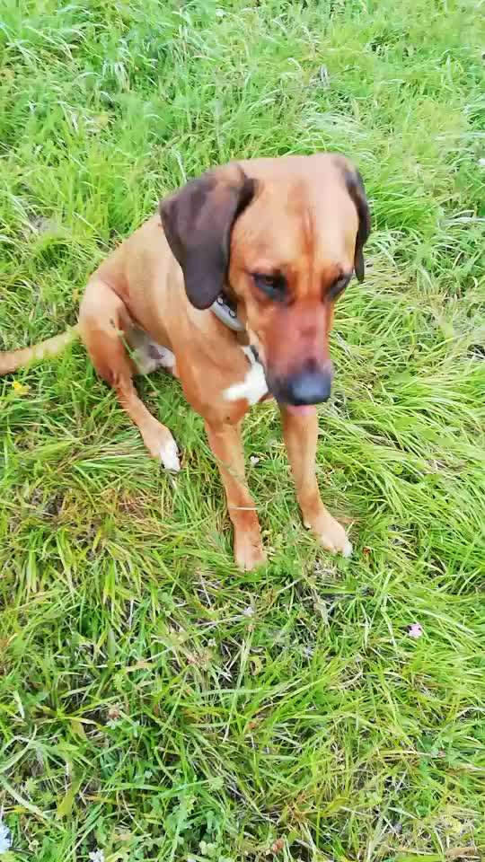 Rhodesian Ridgeback-Beitrag-Bild
