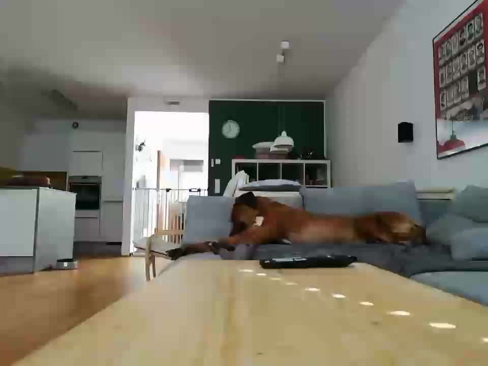 Rhodesian Ridgeback-Beitrag-Bild