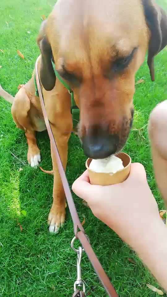 Rhodesian Ridgeback-Beitrag-Bild