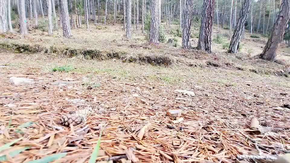 Rhodesian Ridgeback-Beitrag-Bild