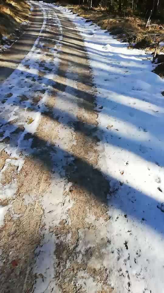 Rhodesian Ridgeback-Beitrag-Bild