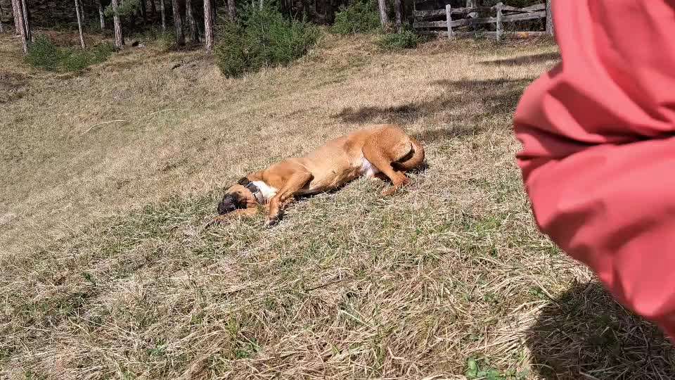 Rhodesian Ridgeback-Beitrag-Bild