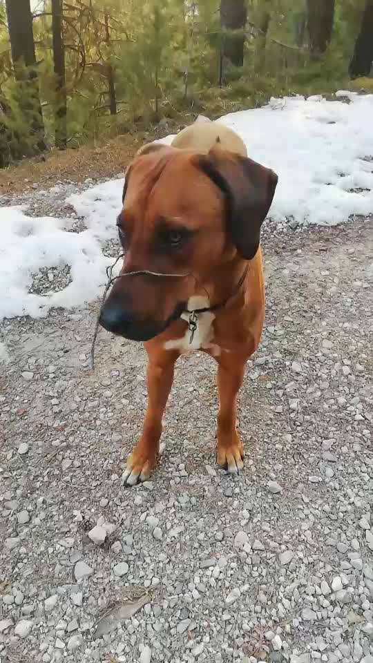 Rhodesian Ridgeback-Beitrag-Bild