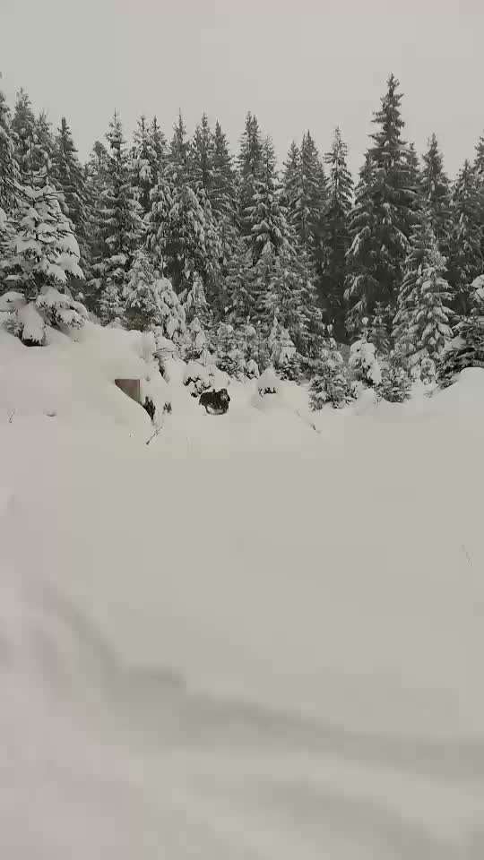 Rhodesian Ridgeback-Beitrag-Bild