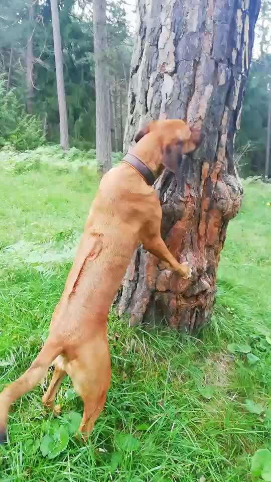 Rhodesian Ridgeback-Beitrag-Bild