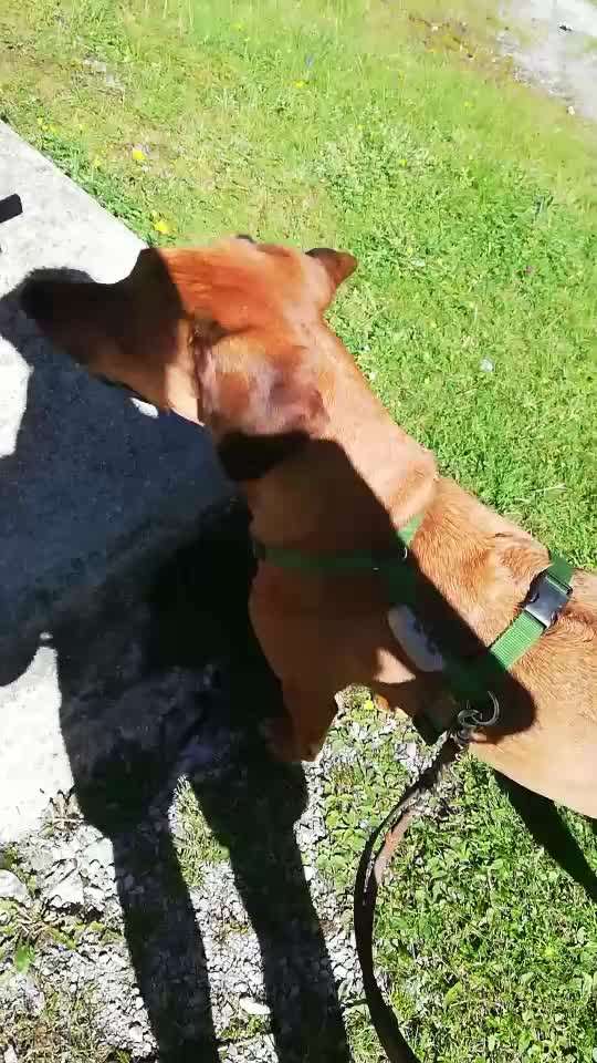 Rhodesian Ridgeback-Beitrag-Bild