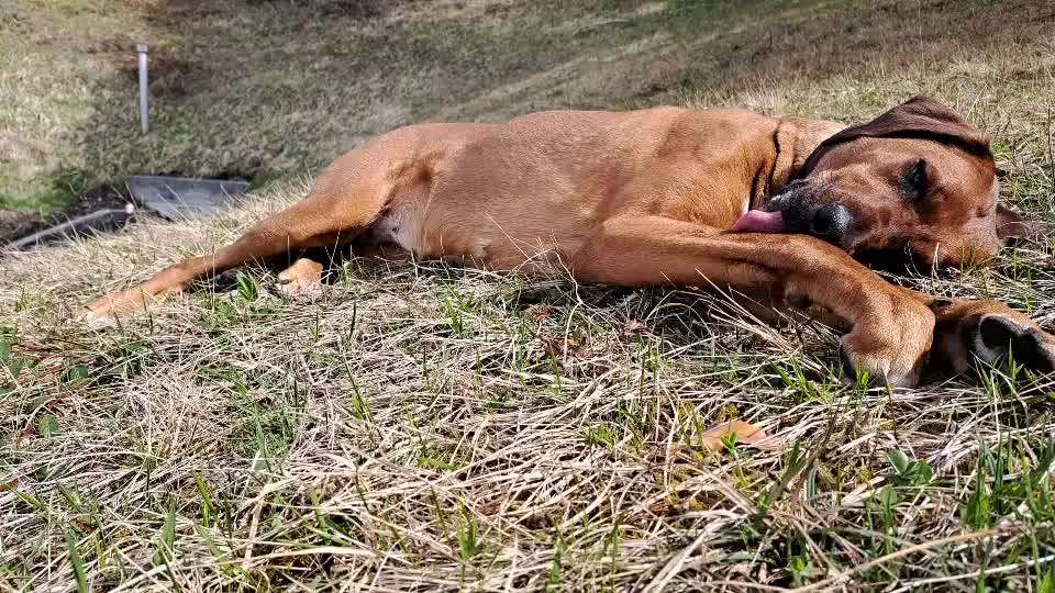 Rhodesian Ridgeback-Beitrag-Bild