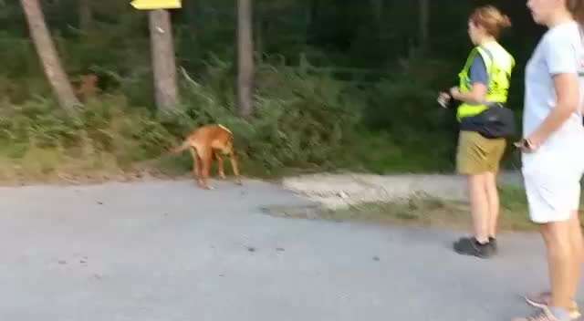 Rhodesian Ridgeback-Beitrag-Bild