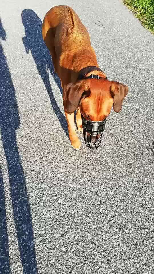 Rhodesian Ridgeback-Beitrag-Bild