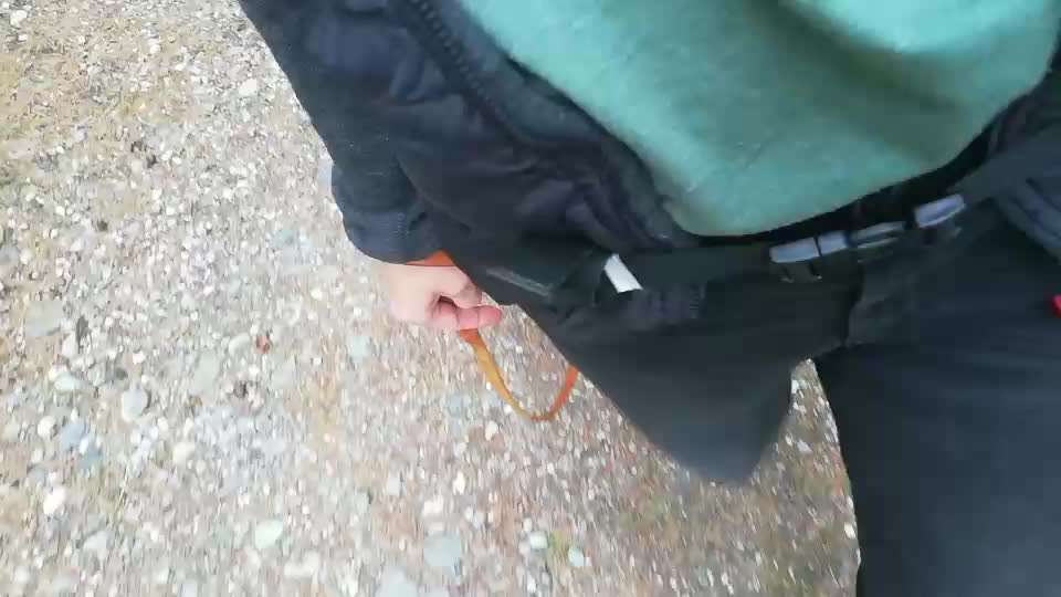 Rhodesian Ridgeback-Beitrag-Bild