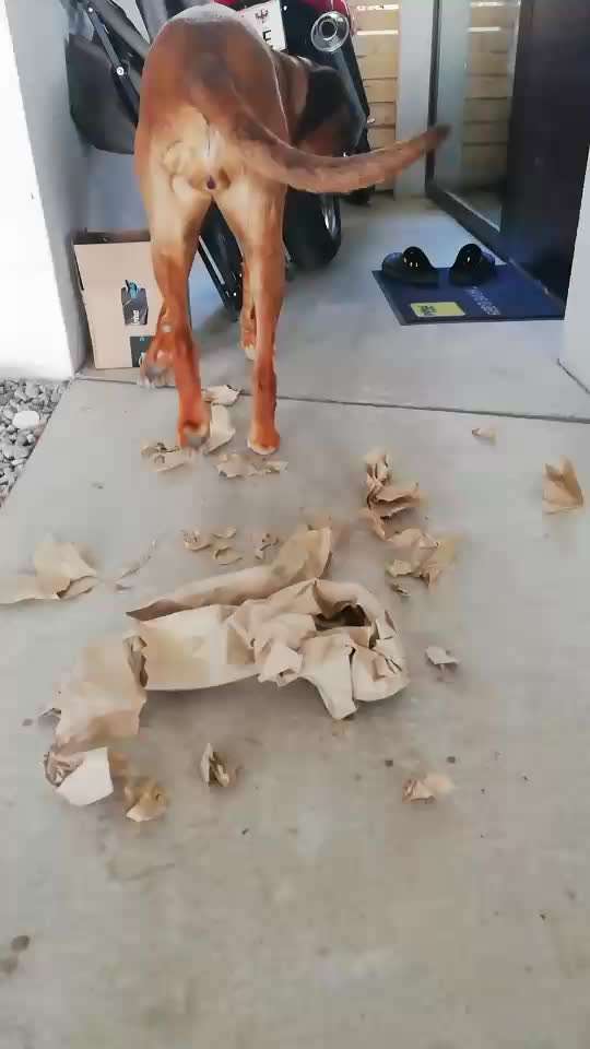 Rhodesian Ridgeback-Beitrag-Bild