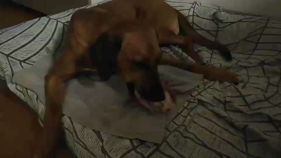 Rhodesian Ridgeback-Beitrag-Bild