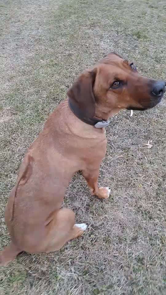 Rhodesian Ridgeback-Beitrag-Bild