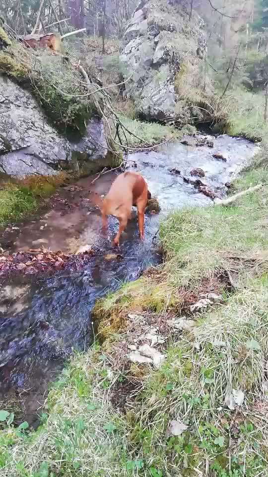Rhodesian Ridgeback-Beitrag-Bild