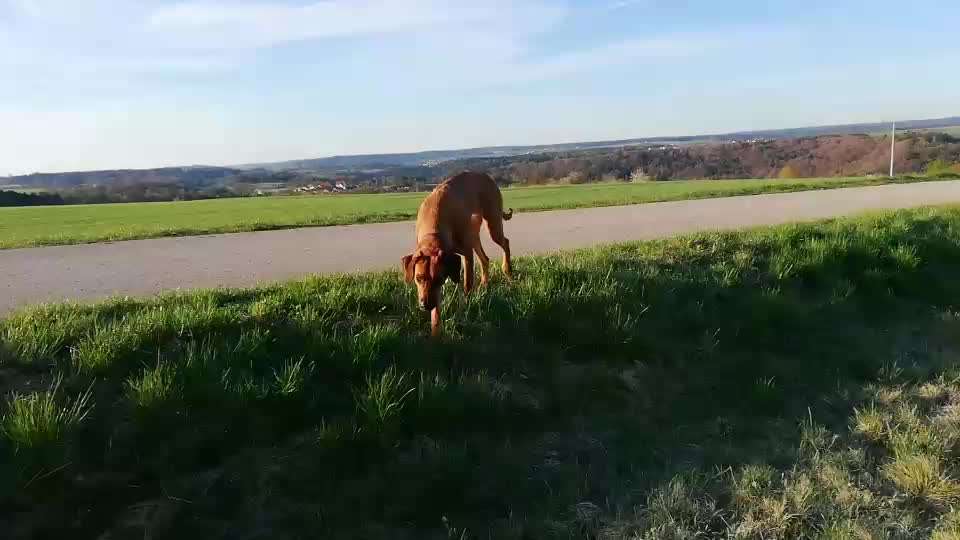 Rhodesian Ridgeback-Beitrag-Bild