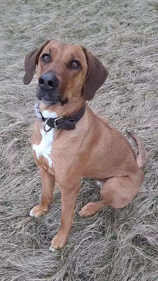Rhodesian Ridgeback-Beitrag-Bild