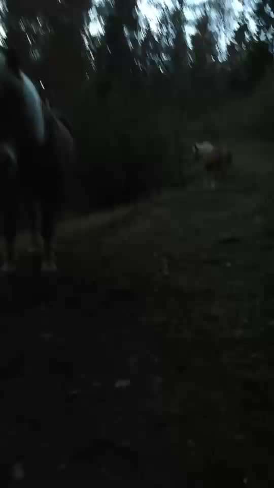 Rhodesian Ridgeback-Beitrag-Bild