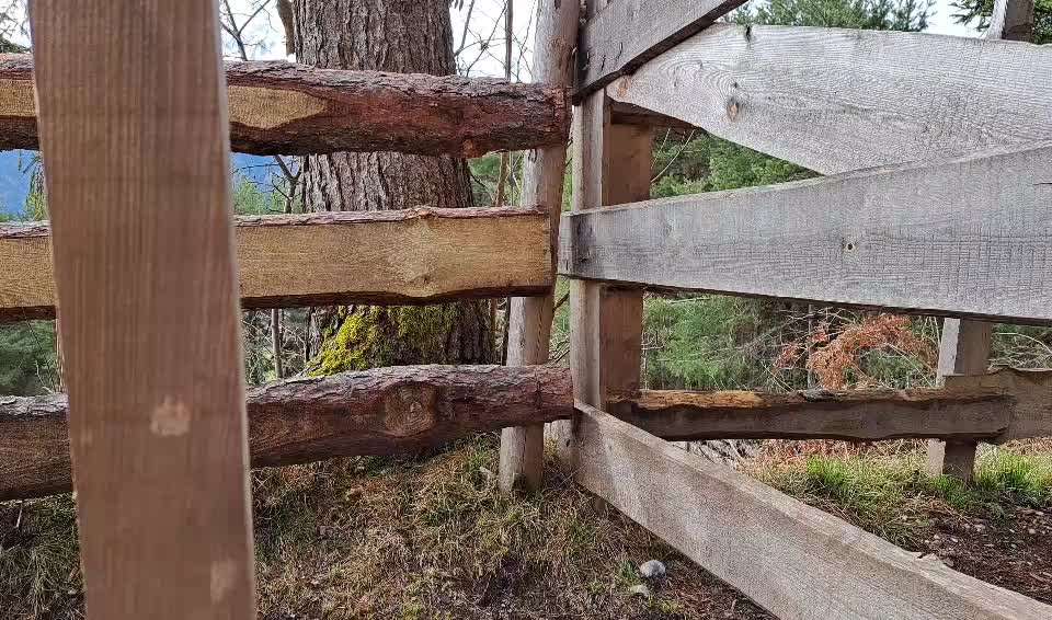 Rhodesian Ridgeback-Beitrag-Bild