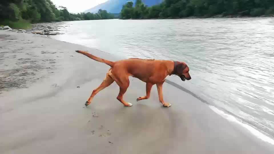 Rhodesian Ridgeback-Beitrag-Bild