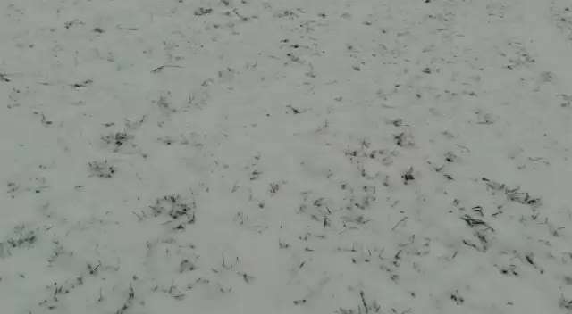 Rhodesian Ridgeback-Beitrag-Bild