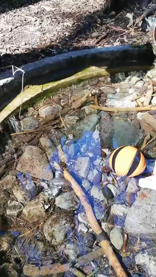 Rhodesian Ridgeback-Beitrag-Bild