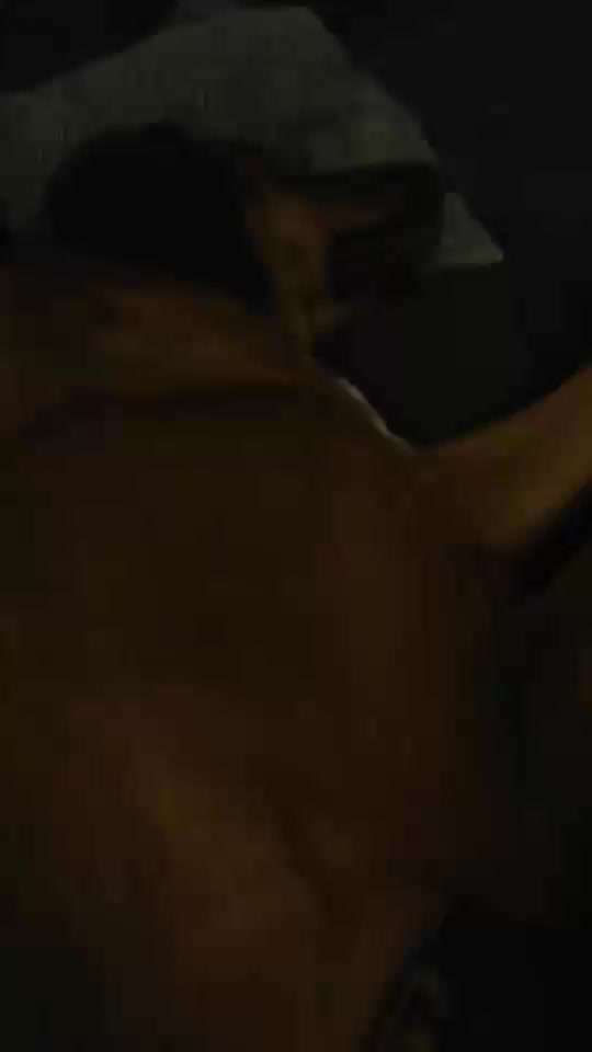 Rhodesian Ridgeback-Beitrag-Bild