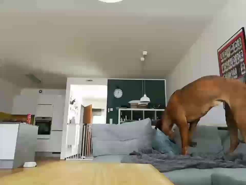 Rhodesian Ridgeback-Beitrag-Bild