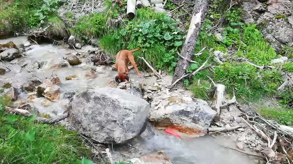 Rhodesian Ridgeback-Beitrag-Bild