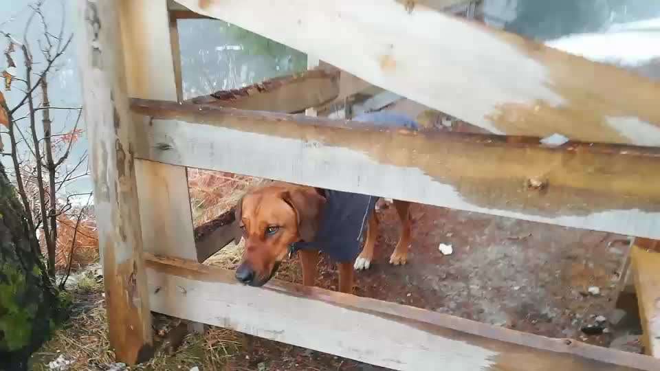 Rhodesian Ridgeback-Beitrag-Bild