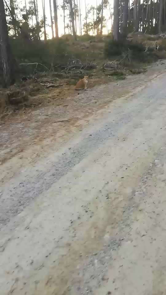 Rhodesian Ridgeback-Beitrag-Bild