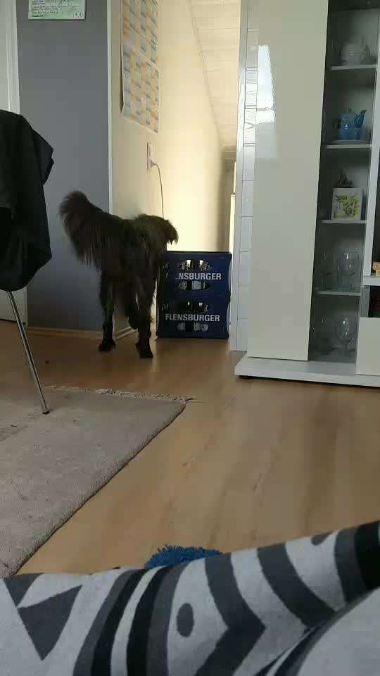 Bastelstunde für den Vierbeiner-Beitrag-Bild